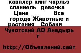 кавалер кинг чарльз спаниель -девочка › Цена ­ 45 000 - Все города Животные и растения » Собаки   . Чукотский АО,Анадырь г.